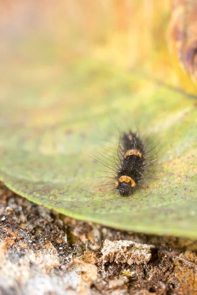 Black Caterpillar Yellow Striped Leaf Taken Shallow Depth Field Closeup — Stock Photo, Image
