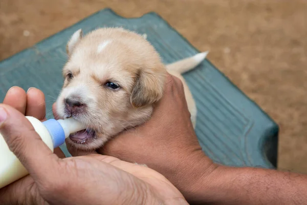 feeding a newborn puppy with puppy formula from a bottle, closeup view of little puppy suck milk