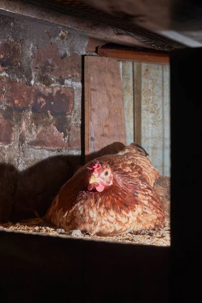 close-up of hen brooding eggs, young brown chicken sits on its eggs or hatch in corner of the coop, selective focus in dramatic hard lighting with copy space