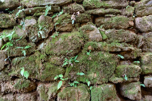 旧石墙表面 覆盖绿色苔藓和苔藓 图案背景纹理 — 图库照片