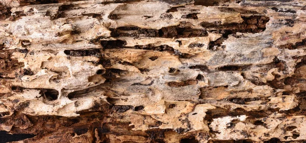 陈腐腐烂树干 墙纸或腐木背景的抽象背景 — 图库照片
