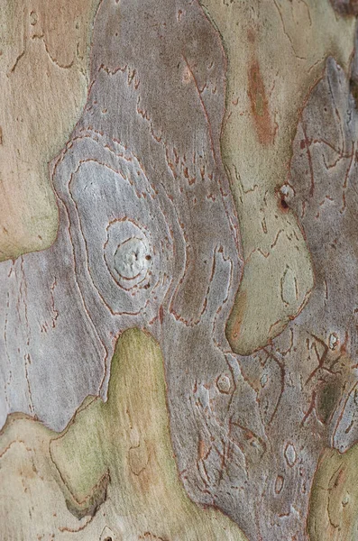 Close Macro Vista Casca Árvore Árvore Goiaba Camada Exterior Textura — Fotografia de Stock
