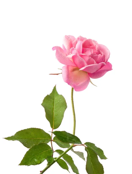 Friss Rózsaszín Rózsa Elszigetelt Fehér Háttér Közelkép Vízcseppekkel — Stock Fotó