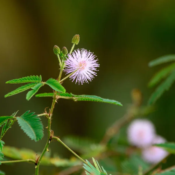 Flor Planta Mimosa Pudica Também Conhecida Como Grama Sonolenta Dormindo — Fotografia de Stock
