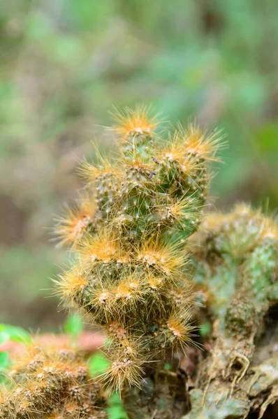Kaktus Raja Tembaga Mammaillaria Elongata Berbentuk Silinder Dengan Penutup Duri — Stok Foto