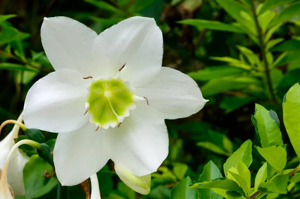 Öklikaris zambağı, Amazon zambağı ya da Ökseotu olarak da bilinir, bahçenin sığ derinliklerinde çekilmiş büyük beyaz çiçeğin yakın görüntüsü.