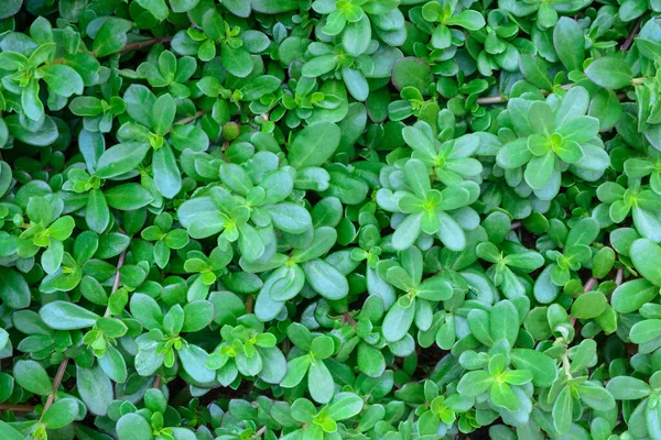 Tropické Zelené Listy Abstraktní Listí Tapety Nebo Pozadí Pro Navrhování — Stock fotografie