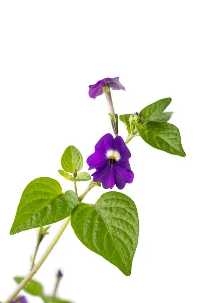 Browallia Americana Flor Também Conhecida Como Ametista Flor Arbusto Violeta — Fotografia de Stock