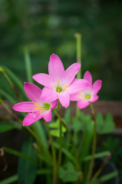 bunch of rain lilies or zephyrlily, also known as cuban zephyrilily or rose fairy lily which bloom only after heavy rain, small tropical and ornamental pink flower in the garden, taken in shallow depth of field