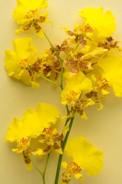 dancing lady orchid flower, also known as oncidium or dancing doll or golden shower orchids, vibrant yellow flower on a light yellow background, closeup taken in shallow depth of field