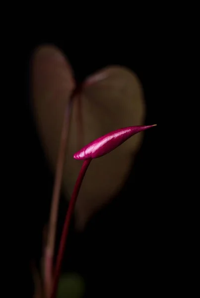 Dunkelrote Anthurium Blütenknospe Mit Blatt Auch Als Schweifblume Flamingo Und — Stockfoto