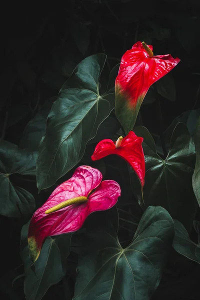 Anthurium çiçekleri, ayrıca kuyruk çiçeği, flamingo ve laceleaf olarak da bilinir, koyu huysuz bir zemin üzerinde kırmızı ve pembe renkli çiçek bitkisi