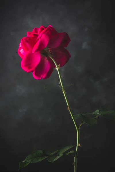 Egy Vörös Rózsa Lombozattal Elszigetelt Sötét Hangulatú Texturált Háttér Lágy — Stock Fotó
