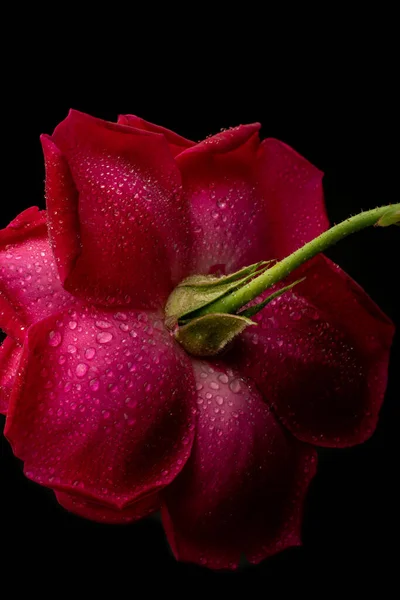 Közeli Kép Vörös Rózsa Vízcseppek Elszigetelt Fekete Alapon Elvont Vagy — Stock Fotó