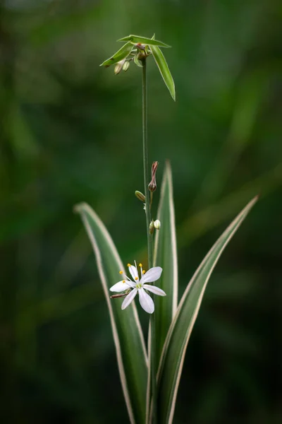 spider plant flower, chlorophytum comosum, also known as spider ivy, ribbon plant, close-up of white flower of spider like look house plant, soft-focus background
