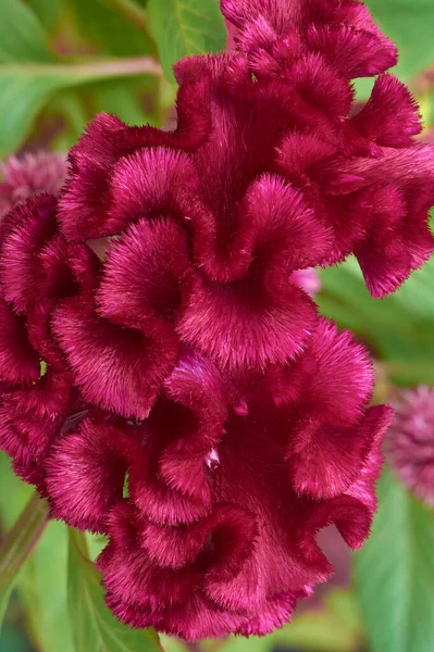 Kırmızı Kadife Çiçeğin Yakın Çekim Makrosu Salpiglosis Sinüsü Yukarıdan Alınmış — Stok fotoğraf