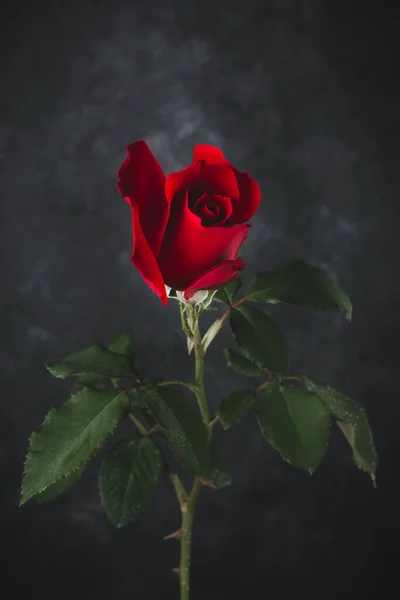 Friss Vörös Rózsa Levelek Elszigetelt Fekete Texturált Háttér — Stock Fotó