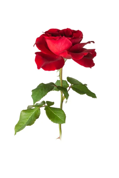 Primo Piano Rosa Rossa Fresca Con Foglie Isolate Sfondo Nero — Foto Stock