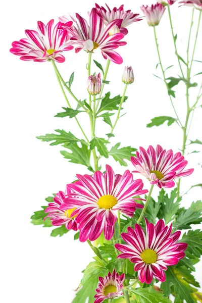 stock image bright pink and white chrysanthemum flowers, bunch of colorful mums or chrysanths flowers isolated on white background