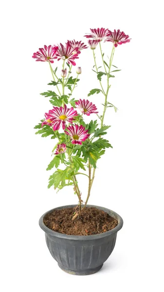 Chrysanthemum Plant Pink White Flowers Grow Black Pot Colorful Mums — Stock Photo, Image