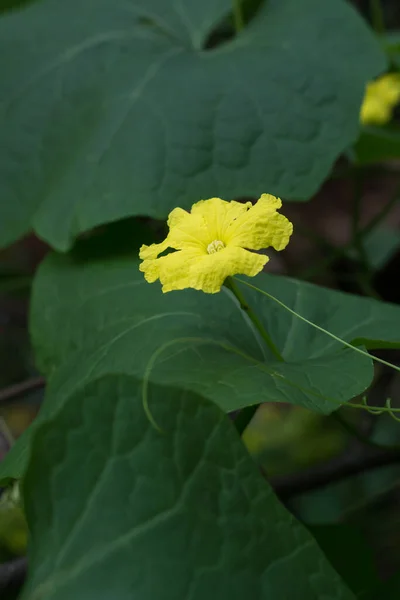 Kątowy Kwiat Rośliny Luffa Luffa Acutangula Znany Również Jako Grzbiet — Zdjęcie stockowe