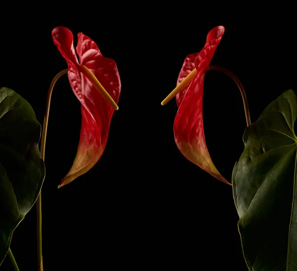 Barevné Anthurium Květiny Také Známý Jako Ocas Květiny Flamingo Laceleaf — Stock fotografie