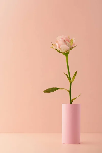 Tek pembe gül pembe bir vazoda, seçici odak daha hafif bir arkaplanda izole edilmiş, boşluğu kopyala
