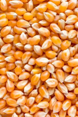 Kurutulmuş mısır tohumları, yemek arkaplanı dokusu, yakın çekim makrosu, yukarıdan alınmış.