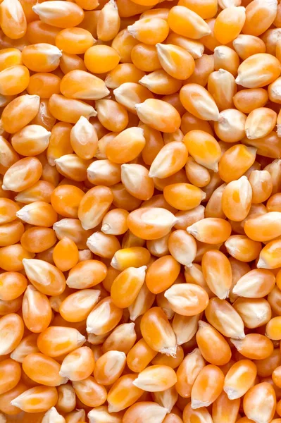 Sušená Kukuřičná Semena Textura Pozadí Potravy Detailní Makro Převzato Shora — Stock fotografie