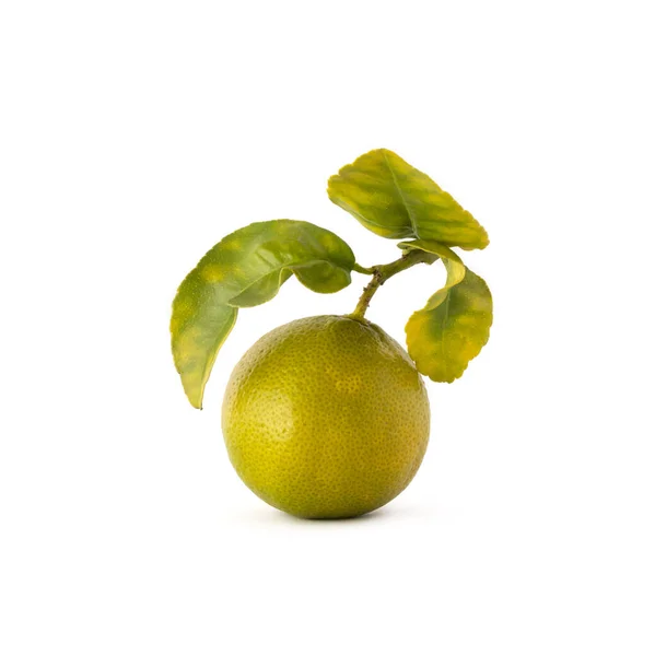 新鮮に収穫された黄色の熟したライムの葉 白い背景に隔離されたおいしい柑橘系の果物 — ストック写真