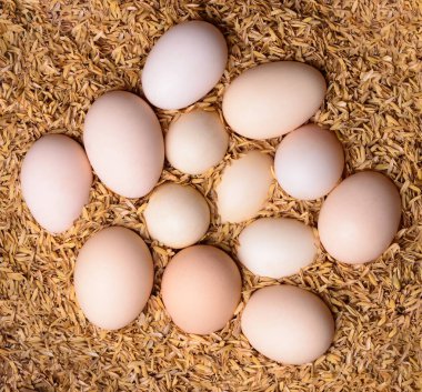 Çeltik tohumları üzerinde doğurgan tavuk yumurtaları yumurtaları yumurtaları sıcak tutmak için. Ta ki kırsal kesimde bir tavuk yumurtadan çıkana kadar. Yukardan koparılana kadar.