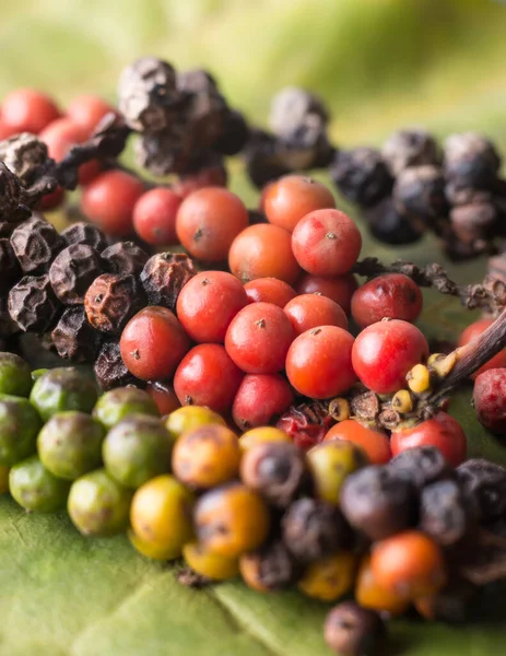 close-up, macro of black peppercorns, ripe and dried black pepper fruits or drupes, spicy and seasoning ingredient, soft-focus background with copy space