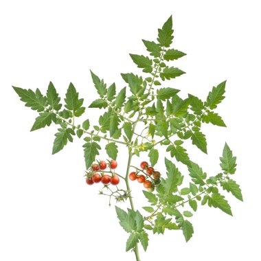 Beyaz arka planda domatesli domates bitkisi