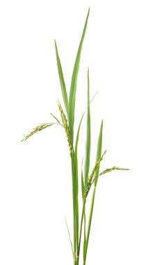 organik yeşil çeltik pilavı, çeltik kulakları, beyaz arka planda izole edilmiş oryza sativa bitkisi.