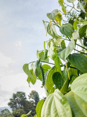 Karabiberli karabiber bitkisi, doğal olarak büyüyen kavalcı nigrum, sığ bir tarlada çekilmiş.