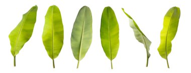 Farklı açılardan taze muz yaprakları, beyaz arkaplanda izole edilmiş, koleksiyon