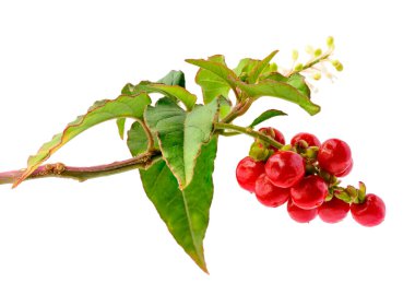 Güvercin üzümü bitkisi, aynı zamanda rivina aşağılama veya kan meyvesi olarak da bilinir, insanlar ve evcil hayvanlar için çok zararlı ve zehirlidir, beyaz arka planda izole edilmiş, sığ bir alanda yakın plan