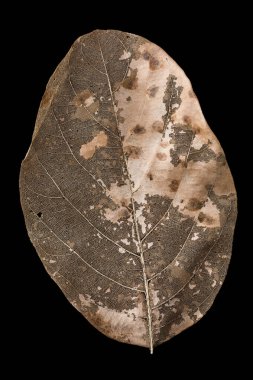 Kurumuş yaprak, narin eski yaprak iskeleti siyah arkaplanda izole edilmiş, damar yapısı, yakın çekim