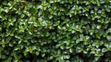 yeşil tropik yapraklar arkaplan dokusu deseni, doğal yaprak duvar kağıdı veya soyut