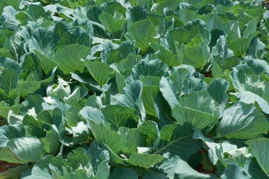 Kapalı lahana çiftliği, güneşli bir günde organik sebze çiftliği, seçici bir odaklanma ile tam kare çekilmiş.