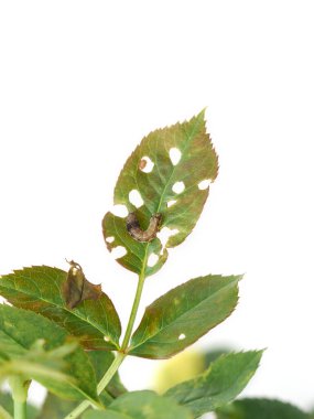 Beyaz arka planda izole edilmiş delikleri olan küçük güve tırtılları ve yapraklar, tropikal yaprakların beslenmesi veya hasarı.