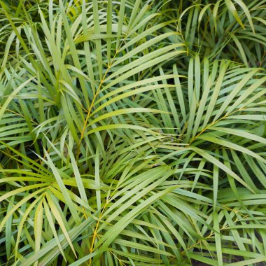 Palmiye yapraklarının soyutlanması, tropikal yeşil yapraklar, bahçe ya da orman arka planı tam kare, seçici odak noktasında yakın plan, çevre kavramı