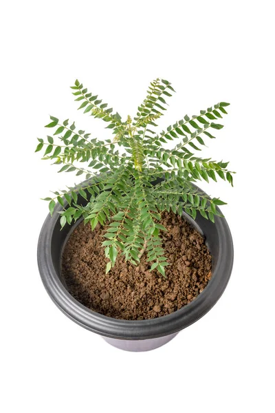 Curry Leaf Sweet Neem Plant Grow Pot Home Gardening Concept — Stock Photo, Image