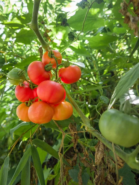 Bouquet Tomates Dans Jardin Baies Rouges Orange Vertes Prises Faible — Photo