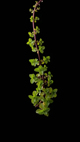 薄荷植物 受欢迎的新鲜绿色有机香味草本植物 在黑色背景上分离 特写镜头垂直拍摄 — 图库照片