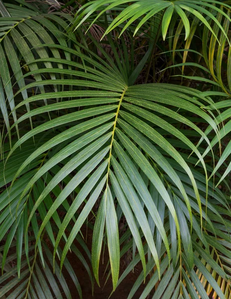 Pálma Levelek Elvont Trópusi Zöld Lombozat Kert Vagy Erdő Háttér — Stock Fotó