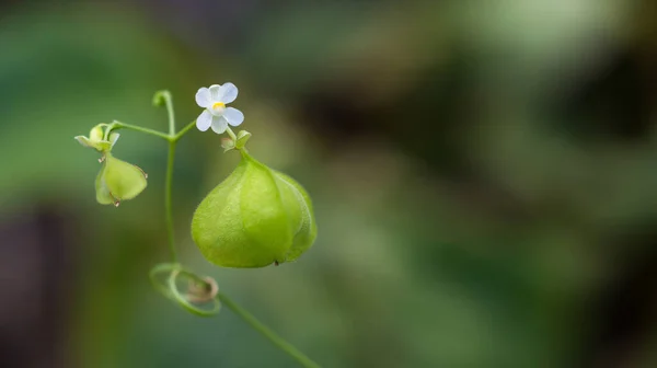 balloon vine plant with inflated fruit and a white flower, also known as balloon plant or love in puff, herbal plant in the garden, closeup macro in shallow depth of field
