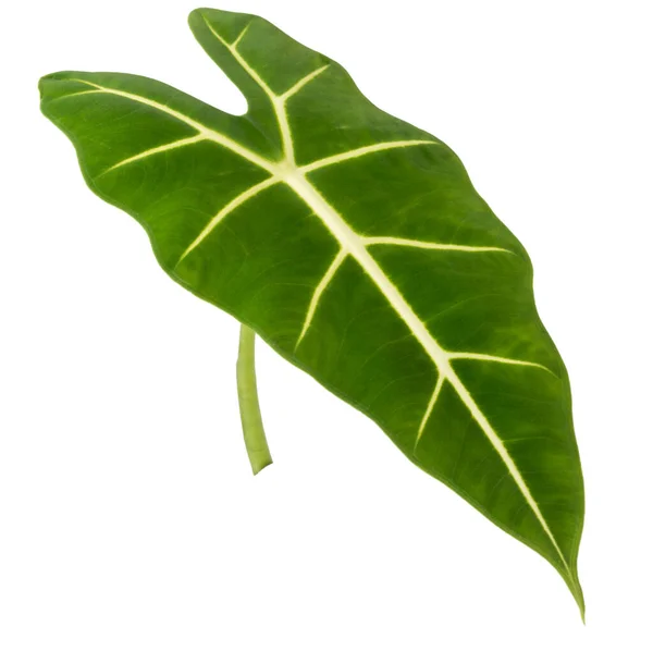 Alokázia Trópusi Növény Nyíl Alakú Bársonyos Zöld Levél Elszigetelt Fehér — Stock Fotó