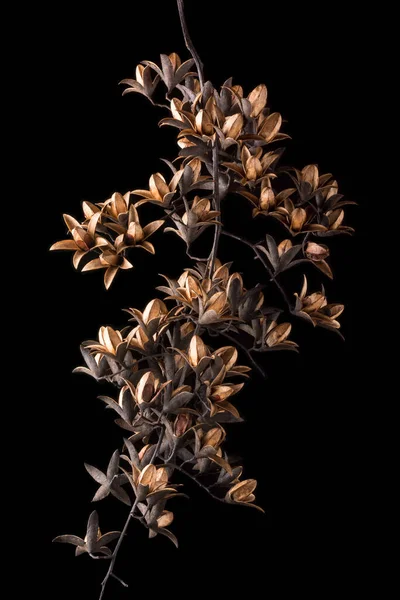 トオナの木 トオナの木 トオナの木 牛肉やタマネギの植物 中国の杉 中国のマホガニー 黒の背景に隔離されたとしても知られているの種子を乾燥 — ストック写真