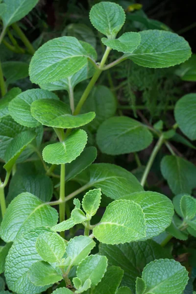 Oregano Plant Tuin Genomen Ondiepe Diepte Van Het Veld Origanum — Stockfoto